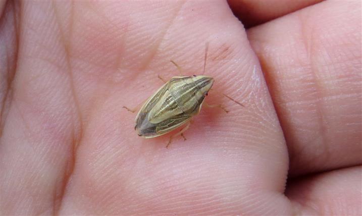 Pentatomidae:  Aelia acuminata